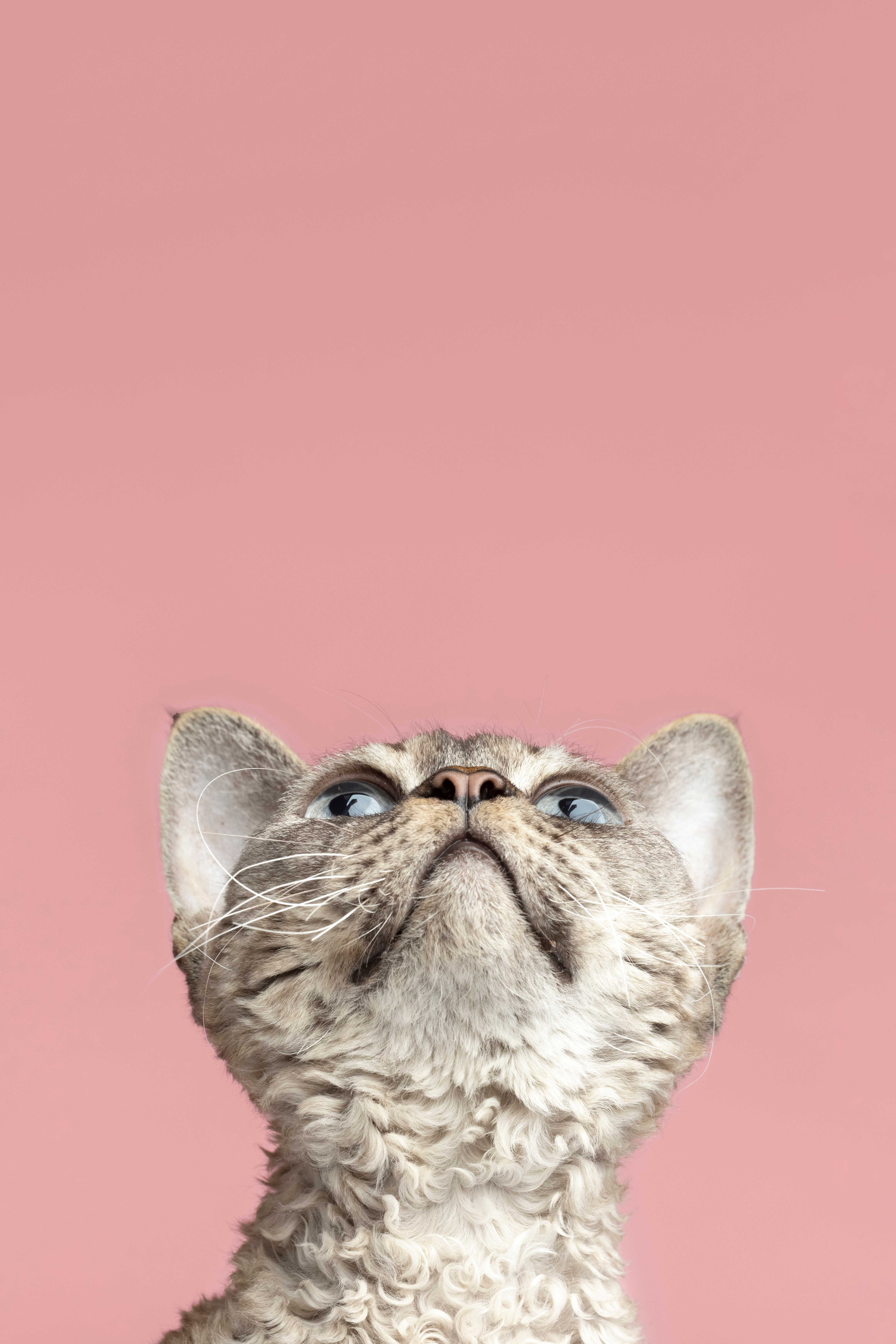 Pets e Tutores Sorrindo